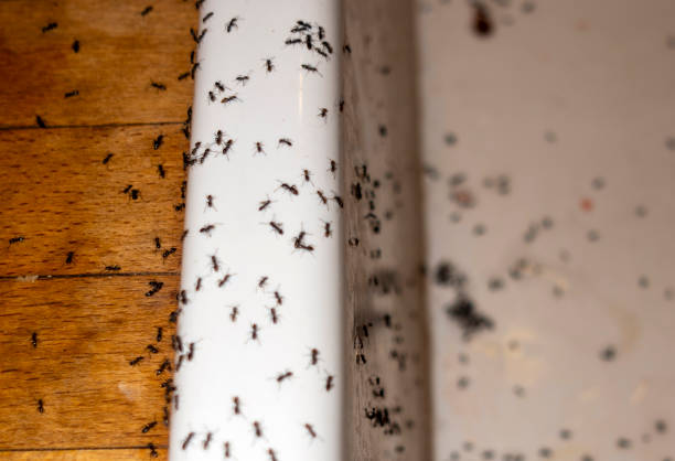 Best Pest Prevention Services  in Albion, PA